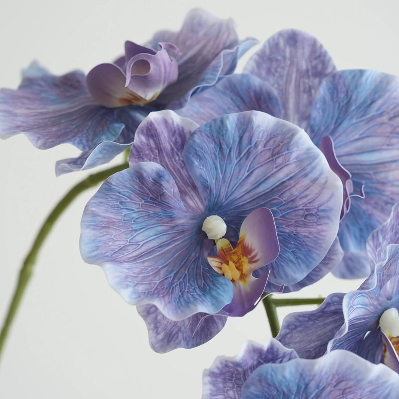 Flores de orquídea