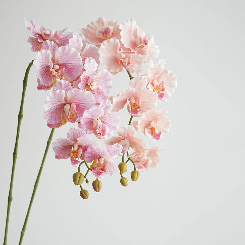 Flores de orquídea
