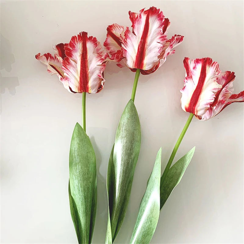 Tulipa Luxo