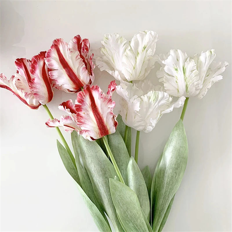 Tulipa Luxo