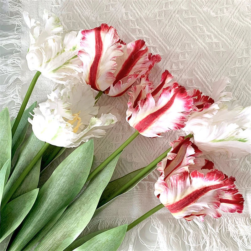 Tulipa Luxo