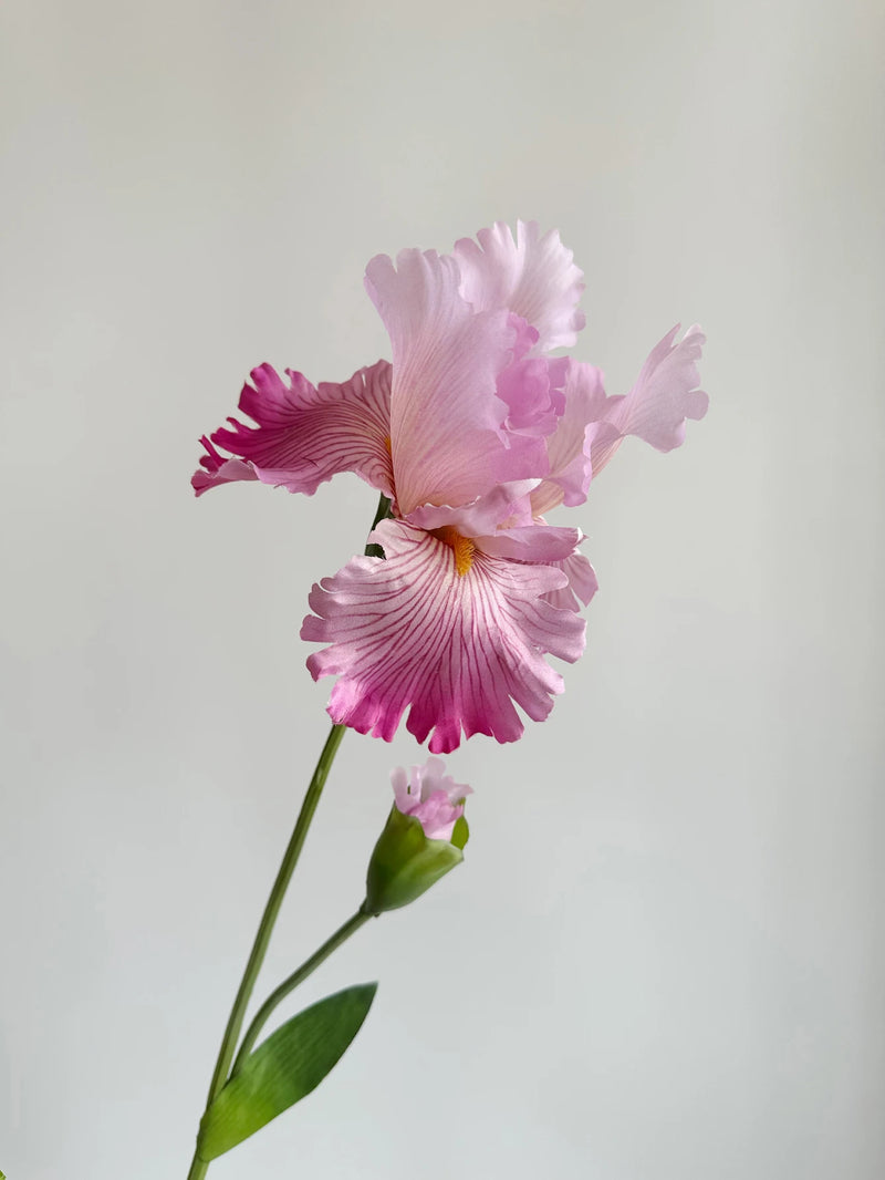 Flor de íris