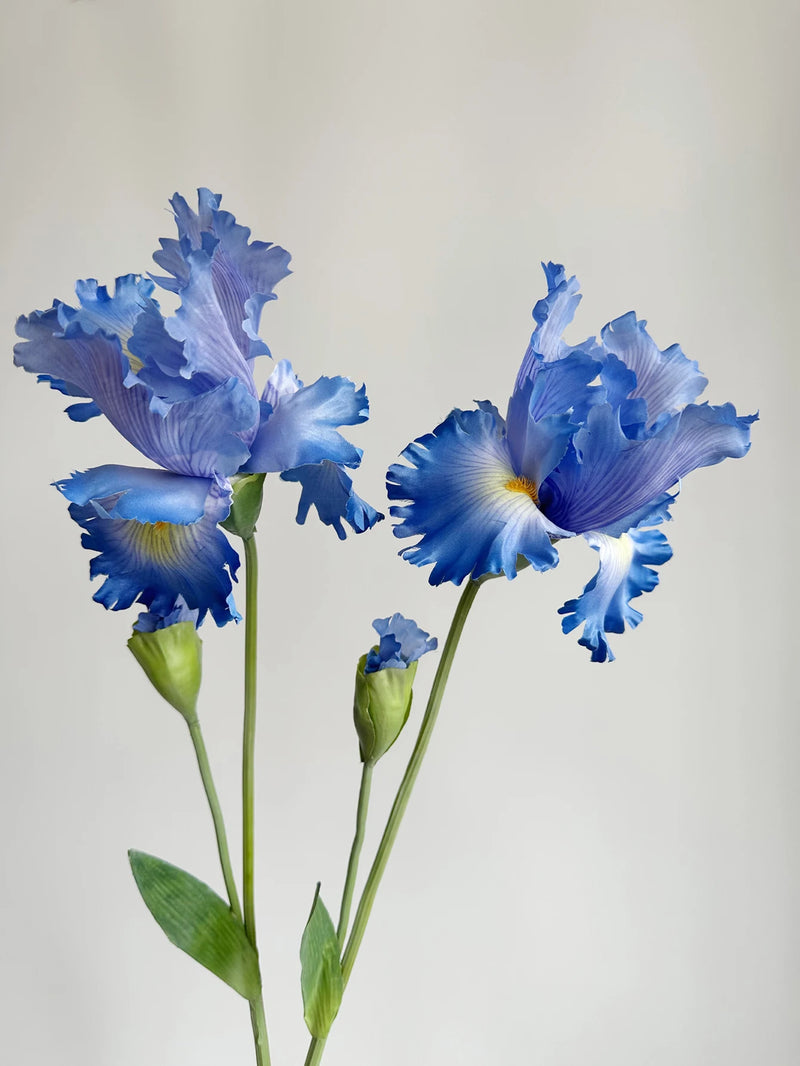 Flor de íris
