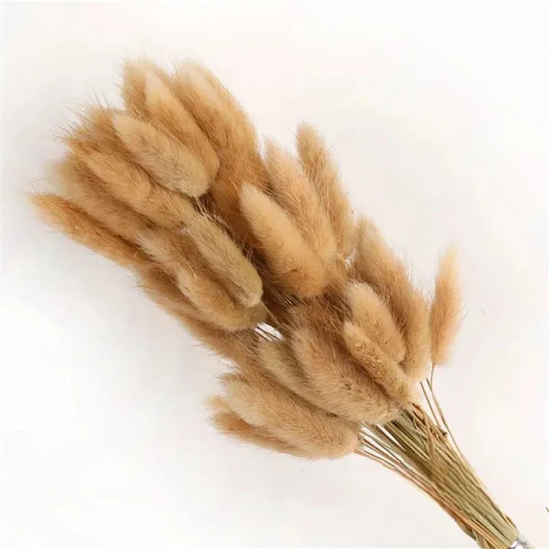 Pampas - Cauda de coellho (desidratada)