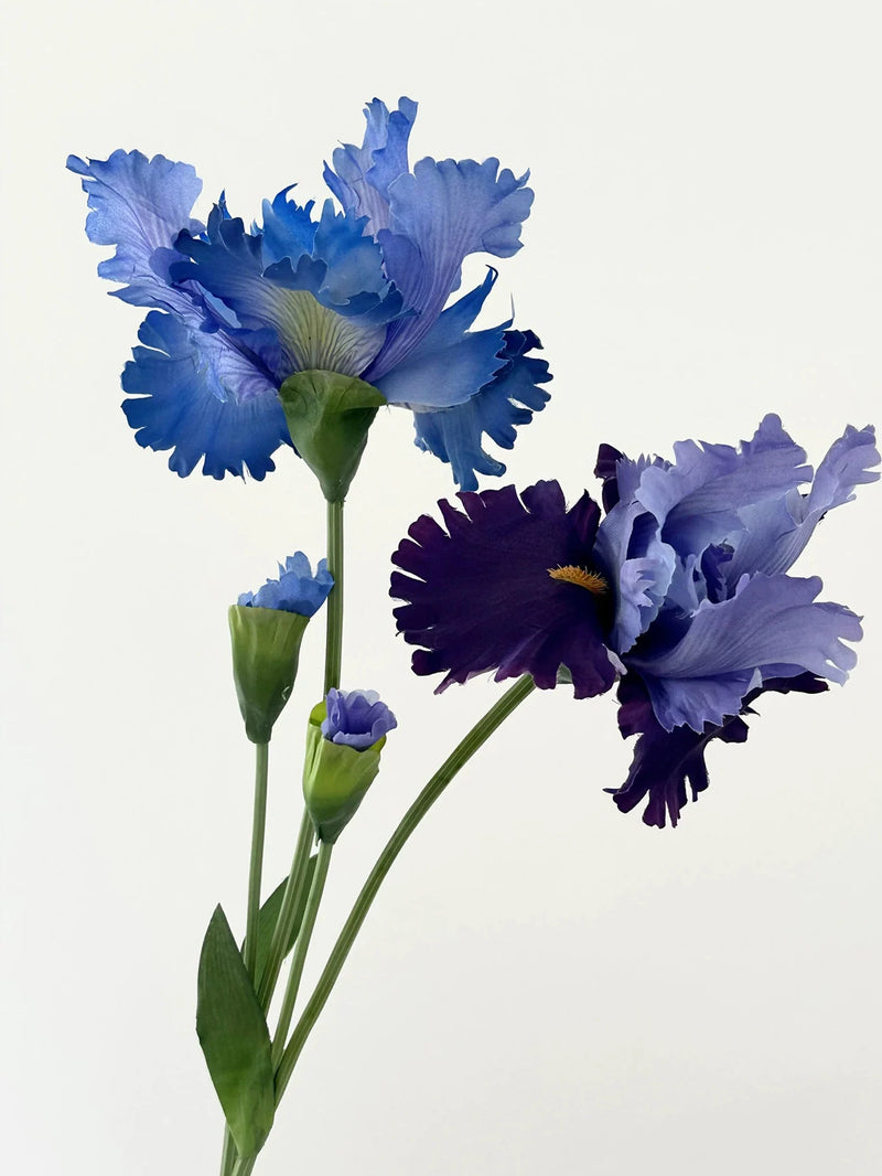Flor de íris