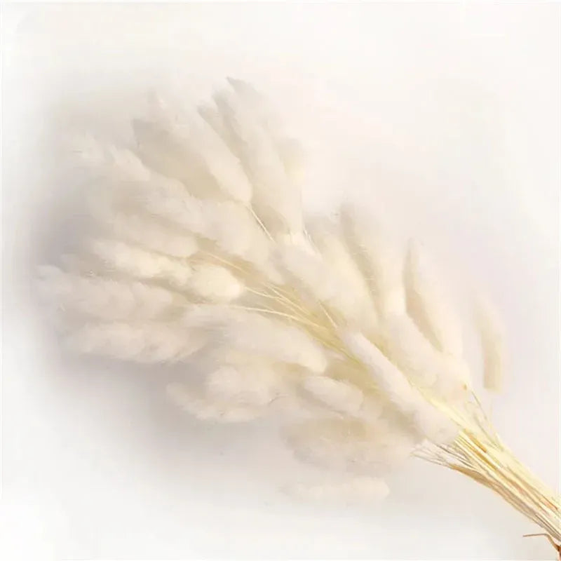 Pampas - Cauda de coellho (desidratada)