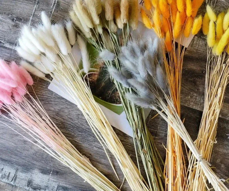 Pampas - Cauda de coellho (desidratada)