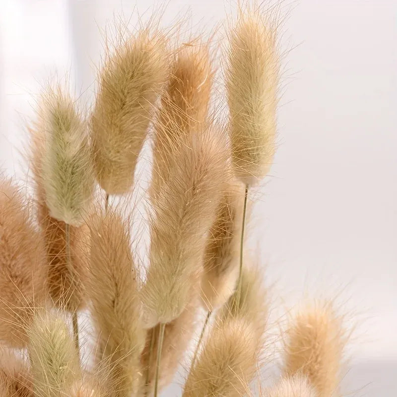 Pampas - Cauda de coellho (desidratada)