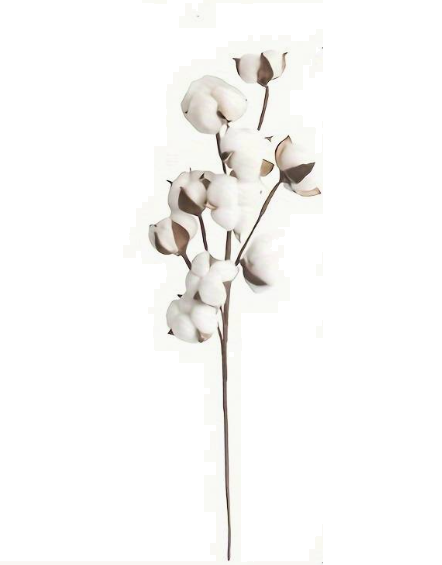 Flor de algodão