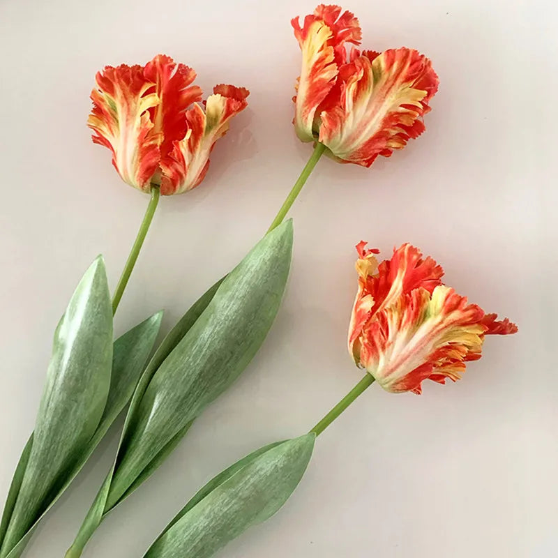 Tulipa Luxo