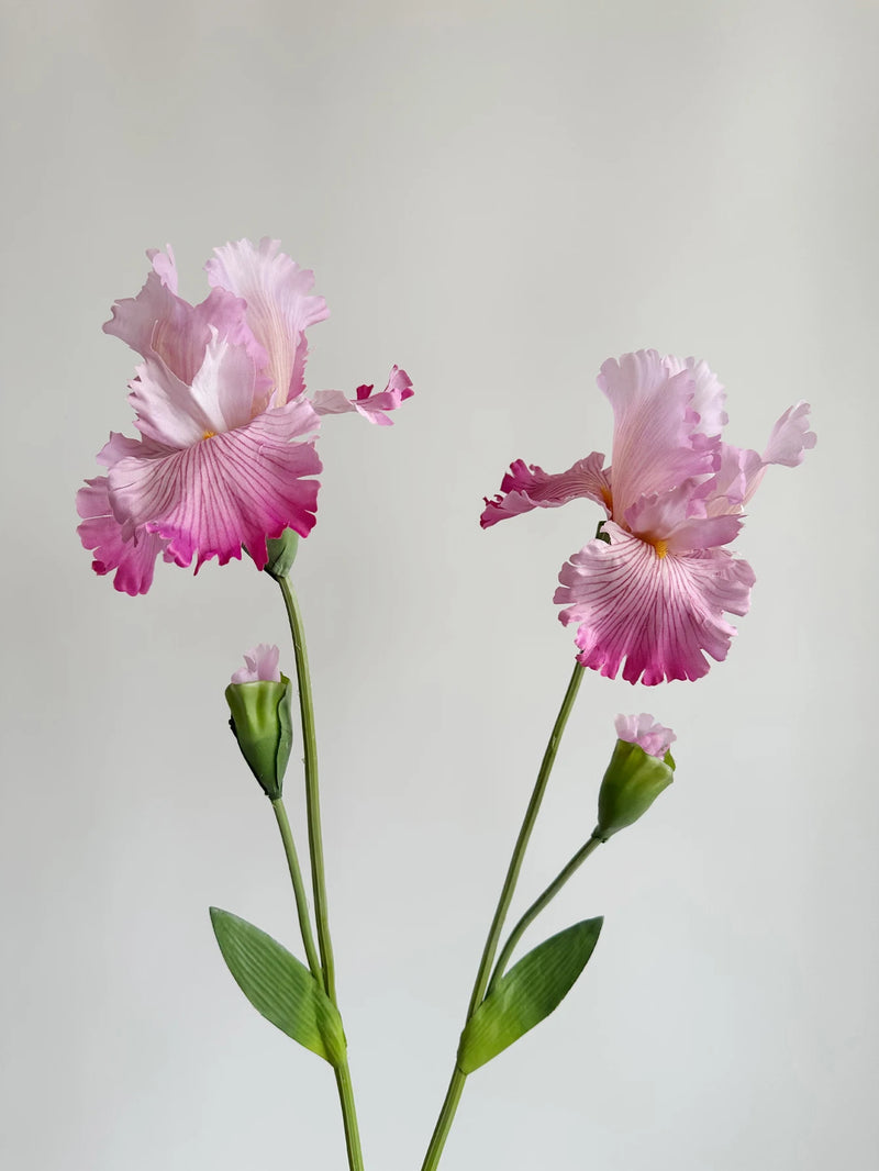 Flor de íris