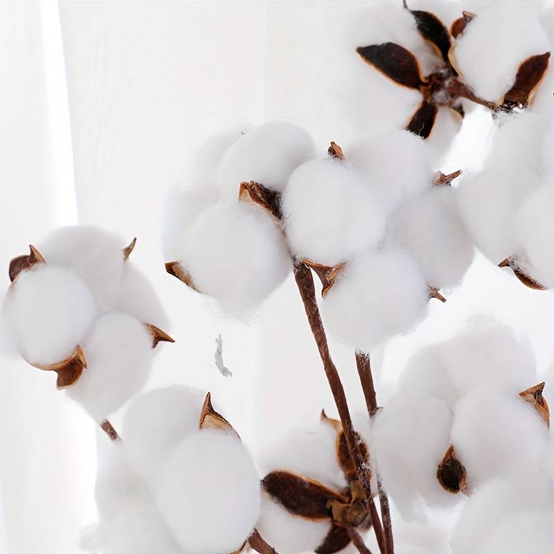 Flor de algodão